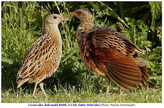 Landrail (Corncrake).JPG