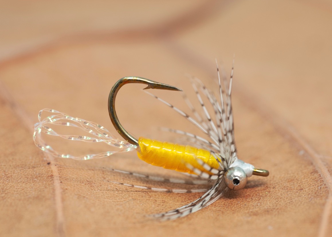 Yellow Shad Spiderreduced.jpg