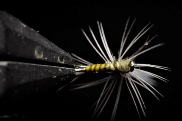 BWO Parachute Quill from Below with Commercial Dyed Peacock Quill.jpg
