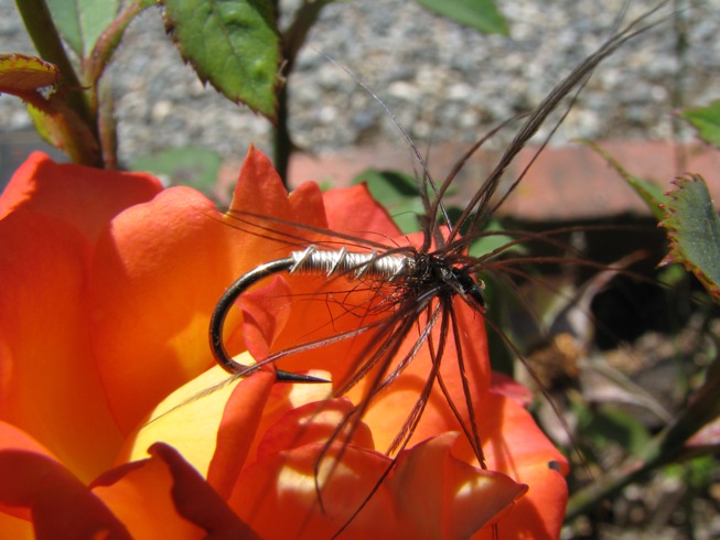 Wire fly rose.jpg
