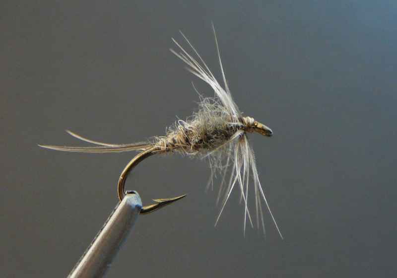 Gray Runt Nymph.jpg