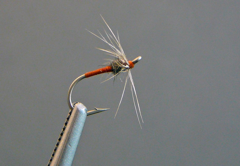 Orange and grizzly dun.jpg