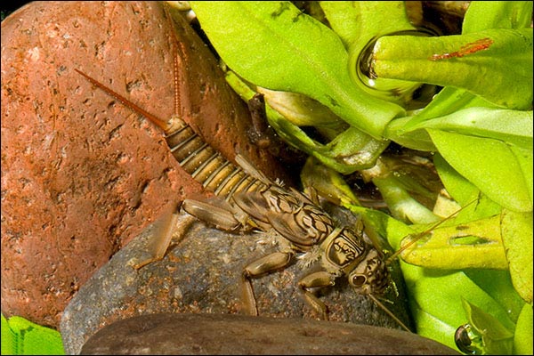 golden_larva2_600.jpg