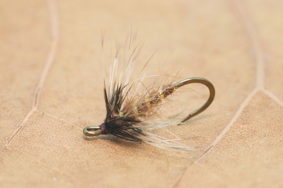 reducedBrown Hackle ACBull74.jpg