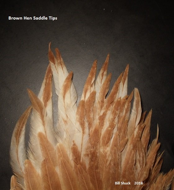 Brown Hen  Saddle Tips.JPG