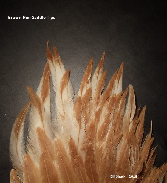 Brown Hen Saddle Tips.JPG