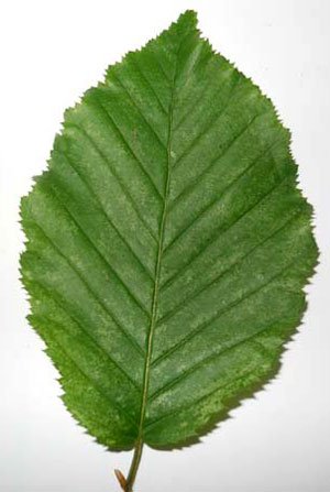 Hornbeam leaf