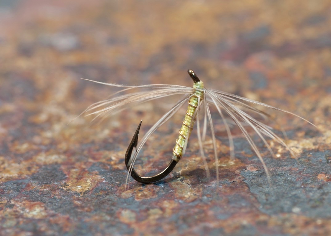 reducedLeisenring Light Snipe and Yellow.jpg