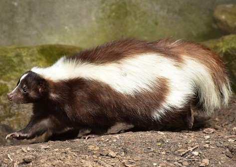 Red Phase Skunk.jpg