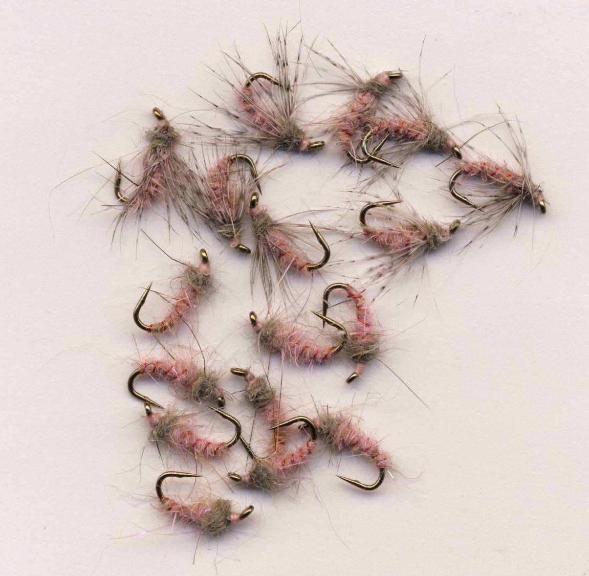 Glossosoma Caddis Larvae.JPG