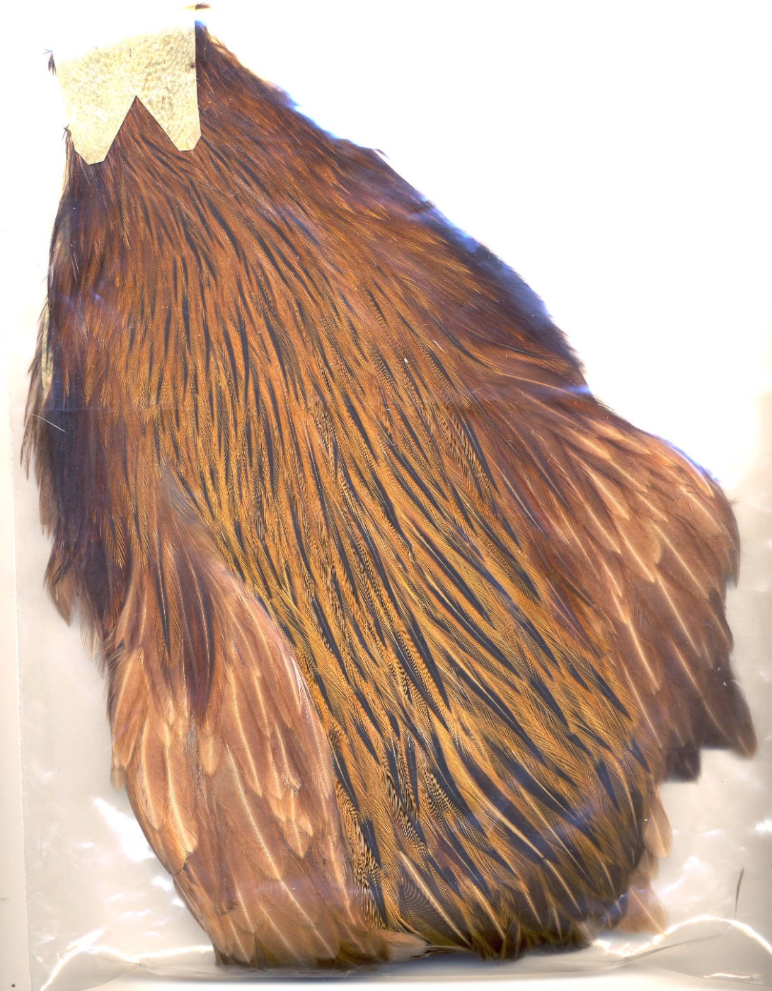 Black & Fiery Brown Furnace Hen.jpg