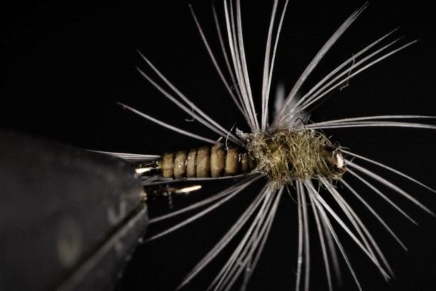 BWO Parachute Quill from Below with Hand Dyed Peacock Quill from Flytire.jpg