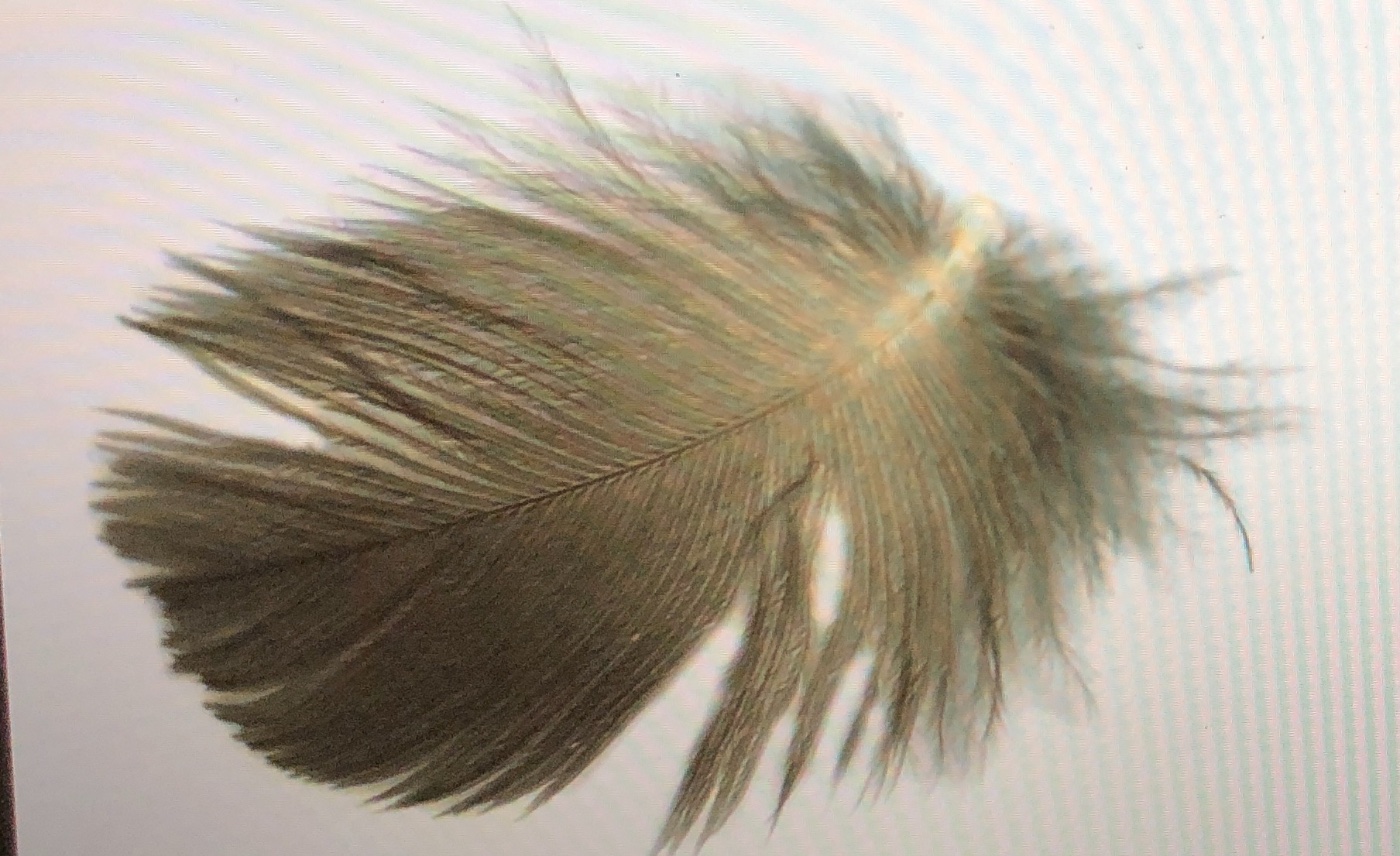 Peewit - Lapwing Hackle.JPG