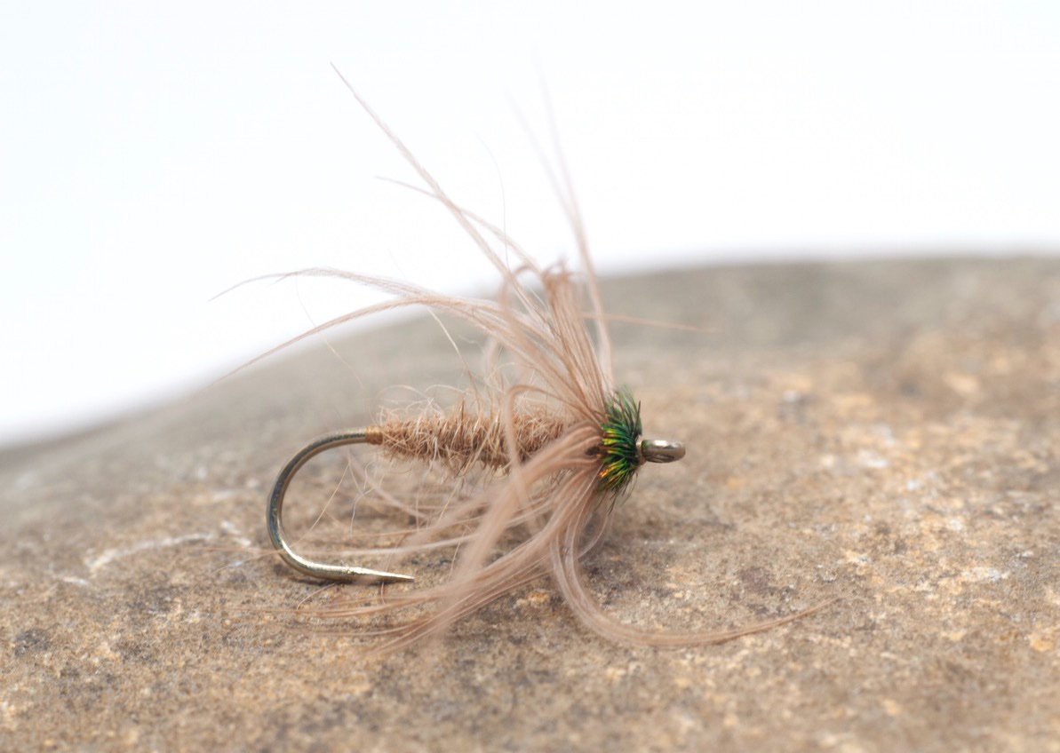 reducedThe Cinnamon Fly2.jpg