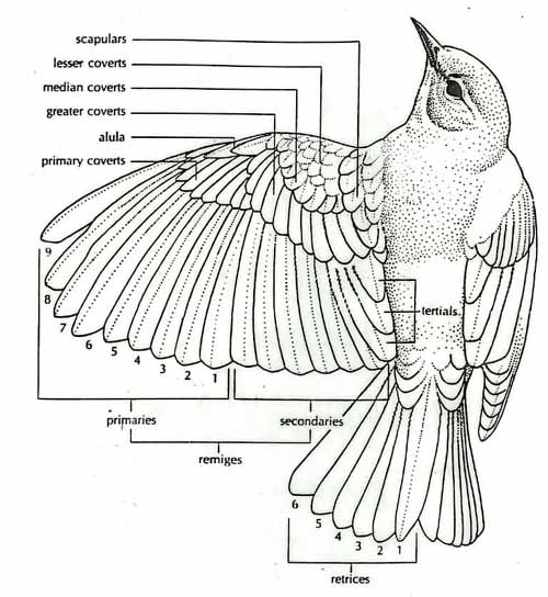 diagram.jpg