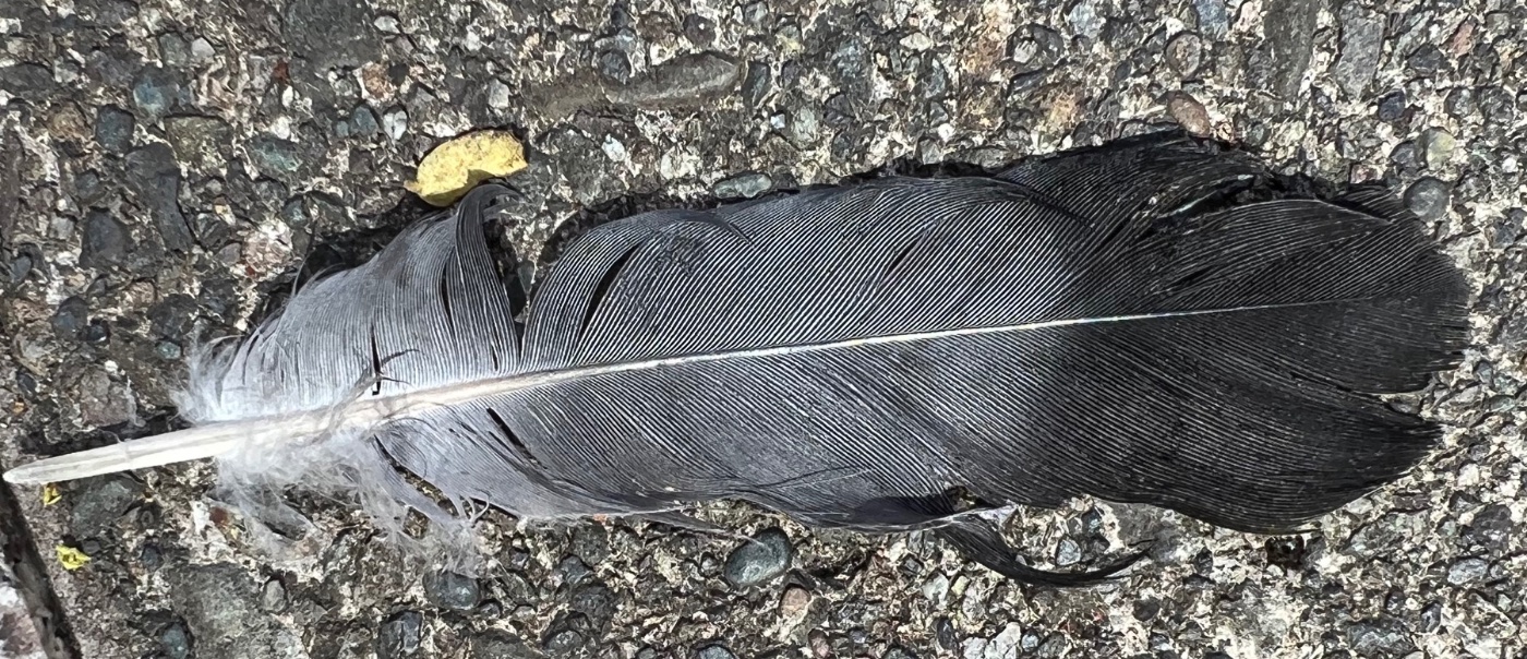 Feather 1.jpg