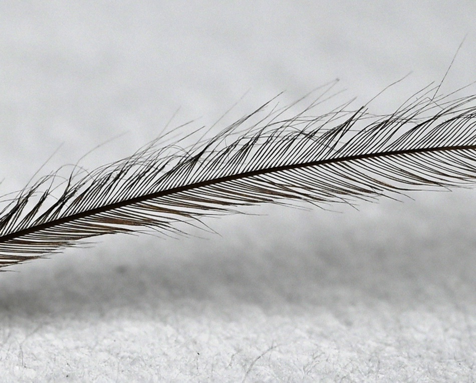 Feather 2.jpg