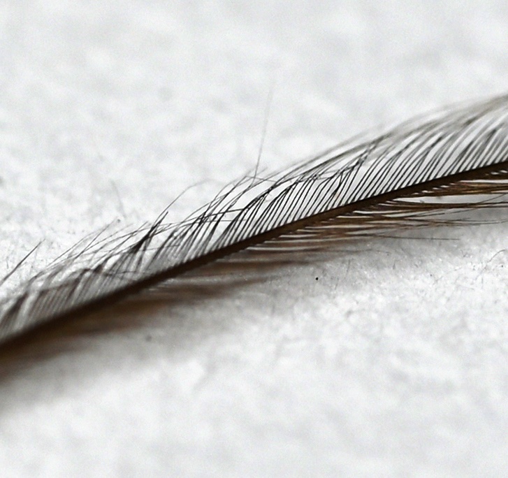 Feather 3.jpg